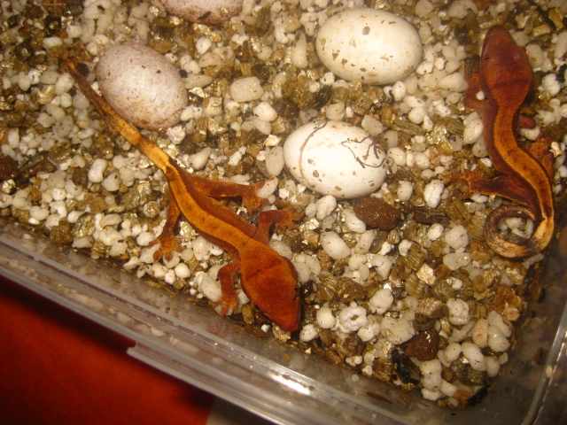 IMG_1500 (640x480).jpg