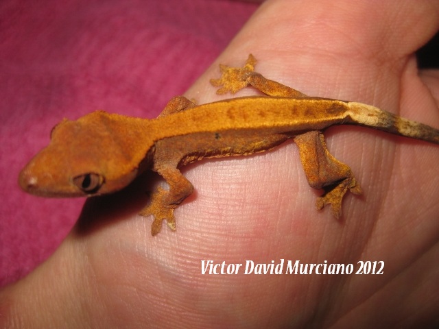 IMG_1644 (640x480).jpg