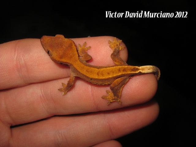 IMG_1647 (640x480).jpg