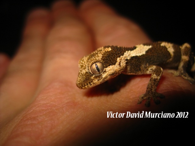 IMG_1667 (640x480).jpg