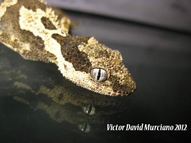 IMG_1689 (640x480).jpg