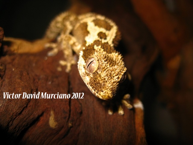 IMG_1703 (640x480).jpg