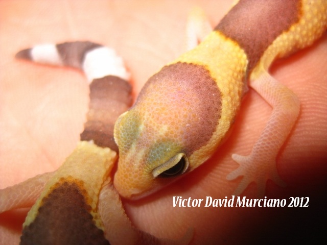 IMG_1729 (640x480).jpg