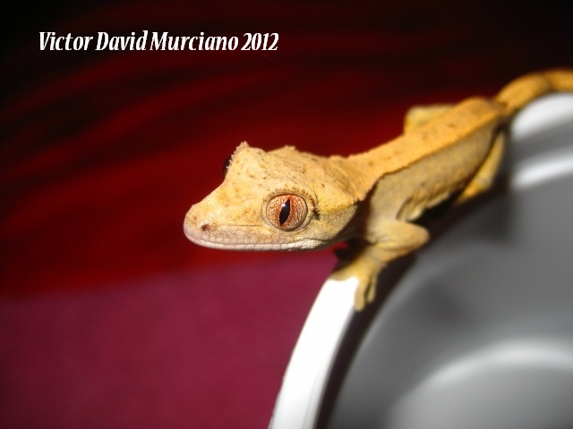 IMG_1736 (640x480).jpg