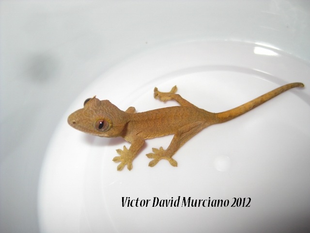 IMG_1741 (640x480).jpg