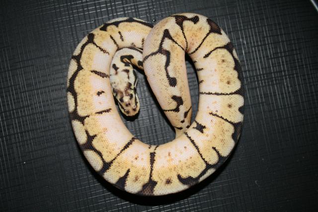 IMG_1933 (Small).JPG