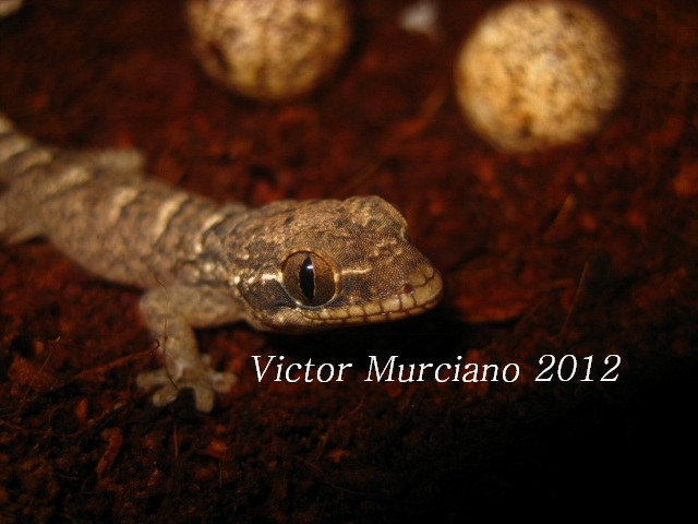 IMG_2042 (640x480).jpg