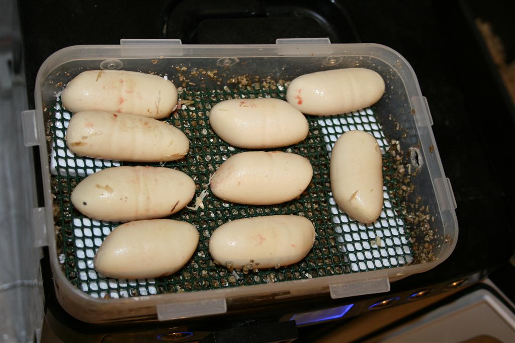 IMG_2155 (Large).JPG