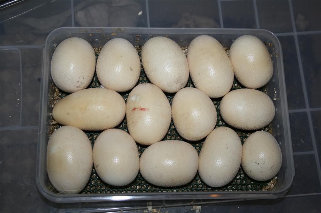 IMG_2319 (Large).JPG