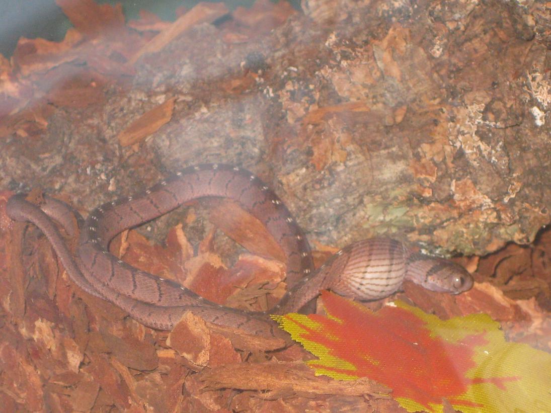 IMG_2325 - copia.JPG