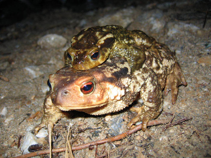 IMG_2672 700x525.jpg