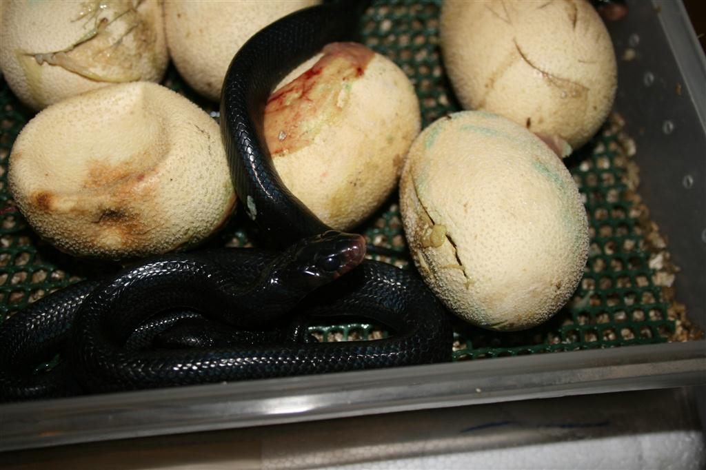 IMG_3249 (Large).JPG