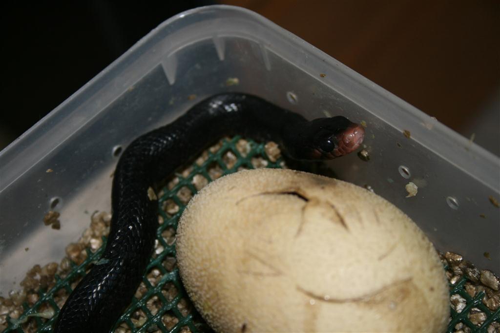 IMG_3251 (Large).JPG