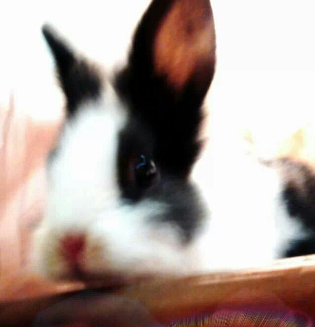 IMG_334166041128197-1