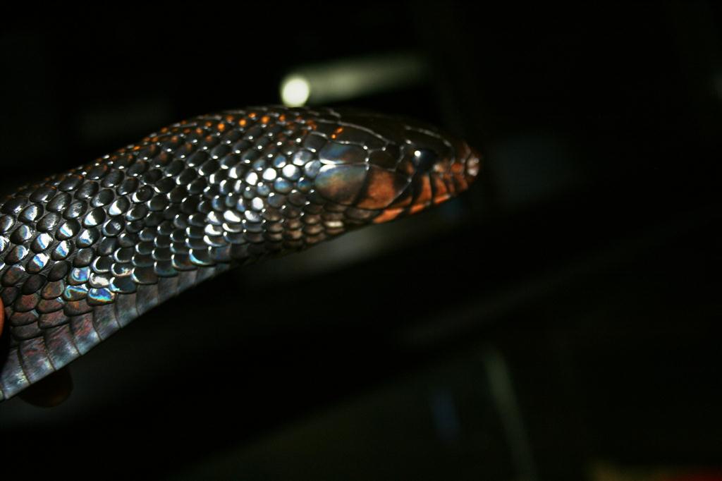 IMG_3601 (Large).JPG