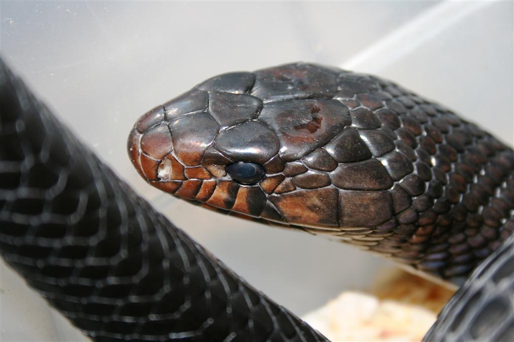 IMG_3609 (Large).JPG