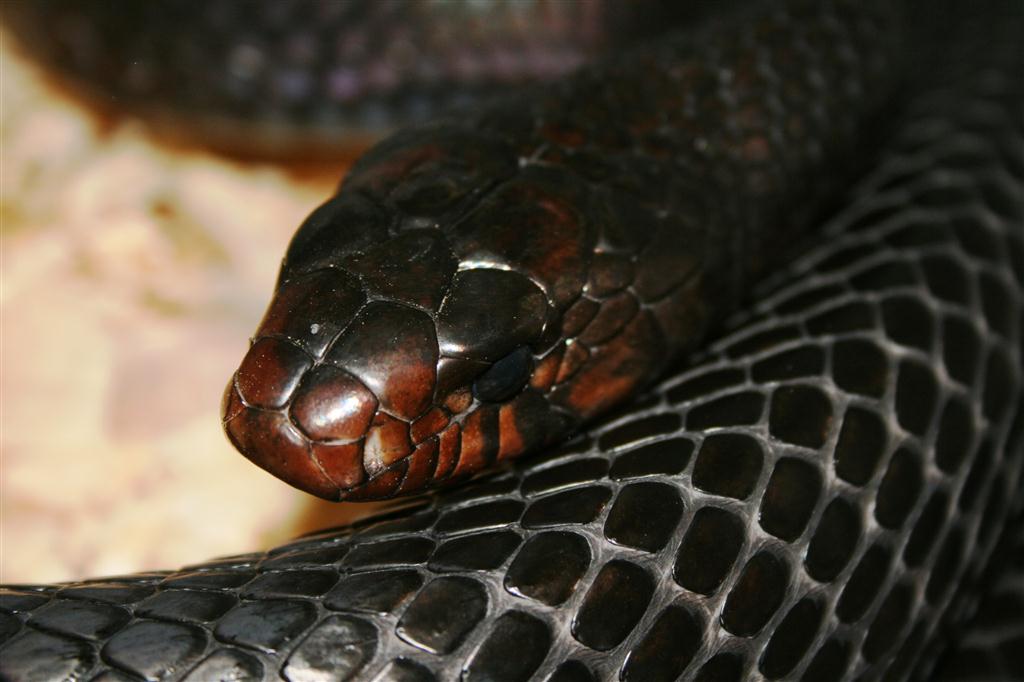 IMG_3610 (Large).JPG