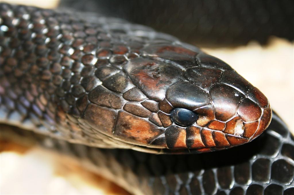 IMG_3611 (Large).JPG