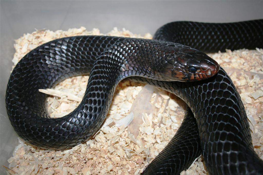 IMG_3612 (Large).JPG