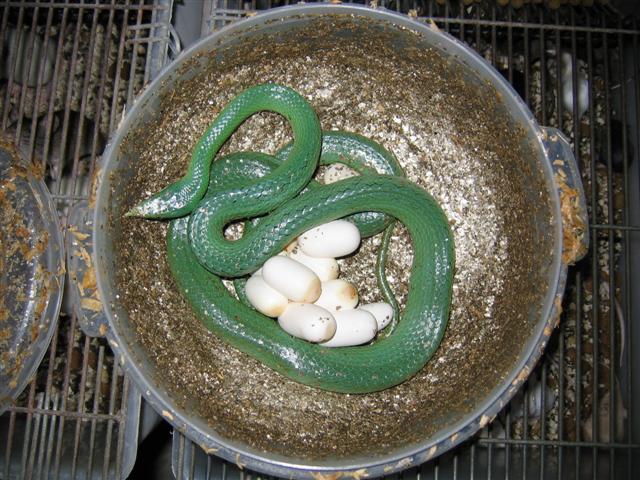 IMG_4436 (Small).JPG