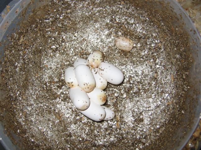 IMG_4448 (Small).JPG