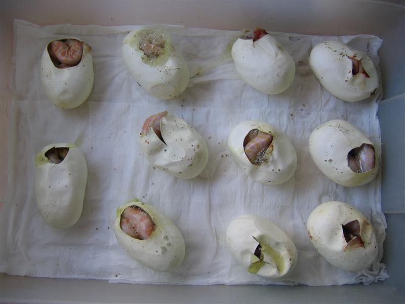 IMG_4515 (Medium).JPG