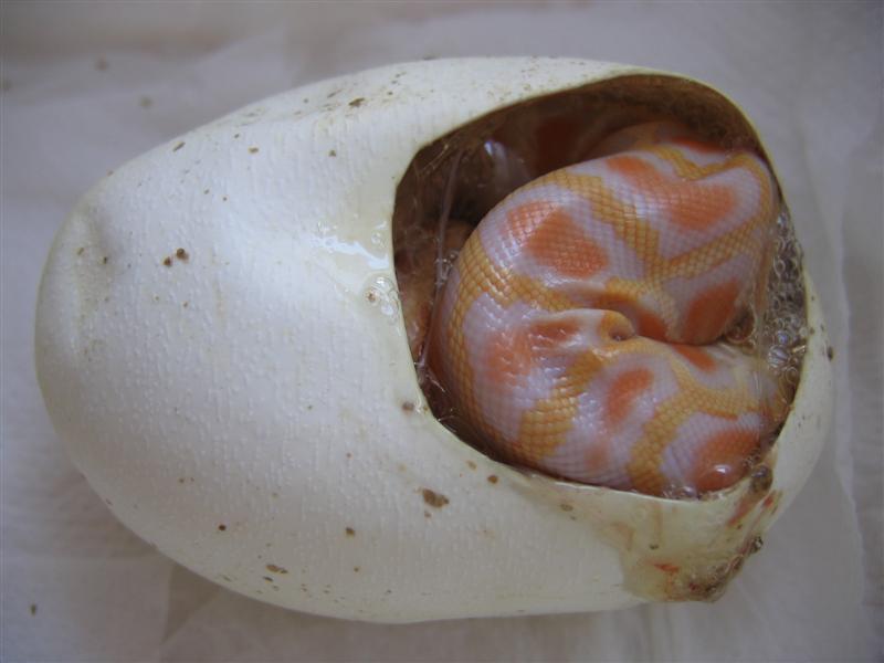 IMG_4518 (Medium).JPG