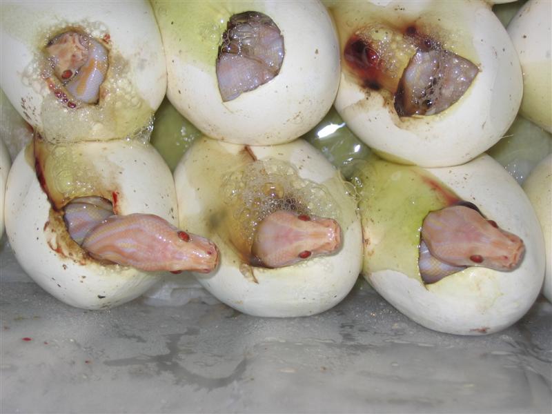 IMG_4541 (Medium).JPG