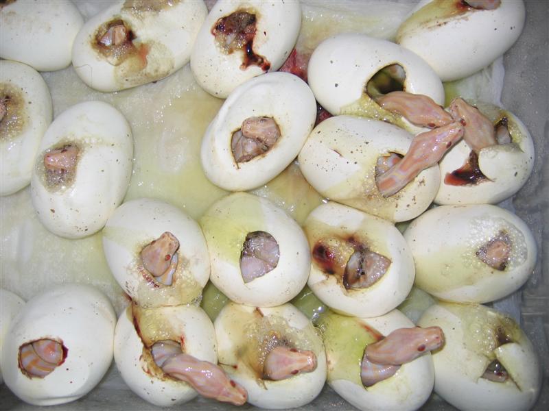 IMG_4542 (Medium).JPG