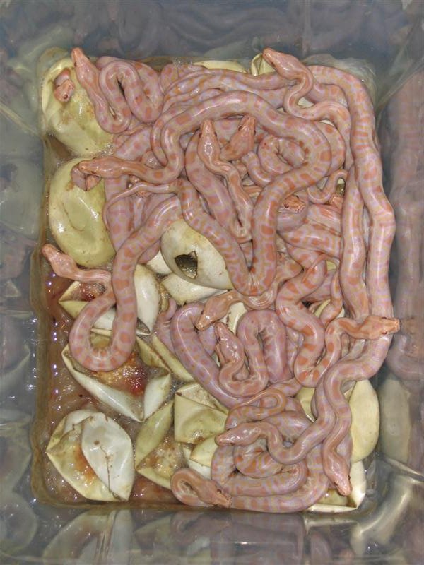 IMG_4562 (Medium).JPG