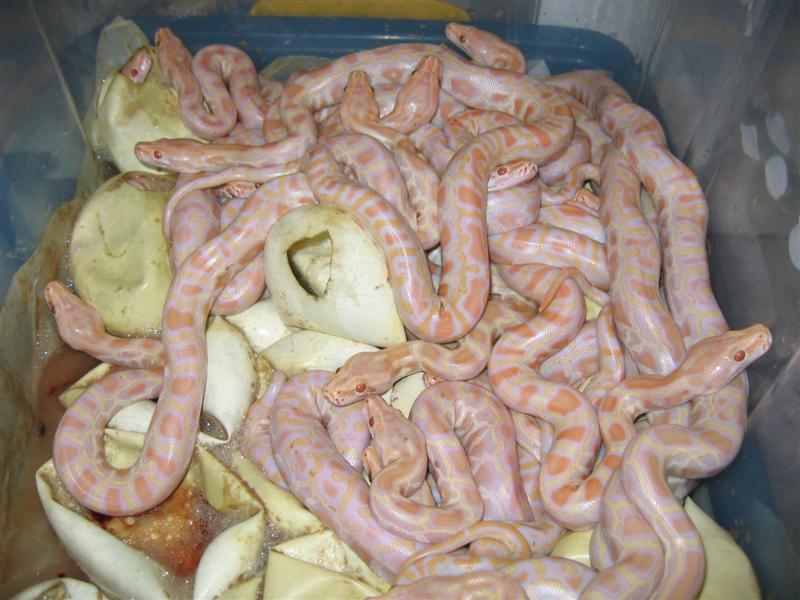 IMG_4563 (Medium).JPG