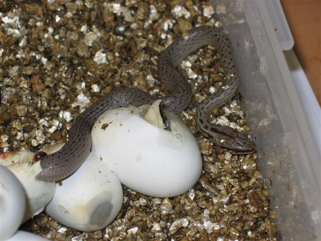 IMG_4711 (Small).JPG