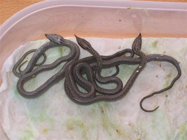 IMG_4732 (Small).JPG