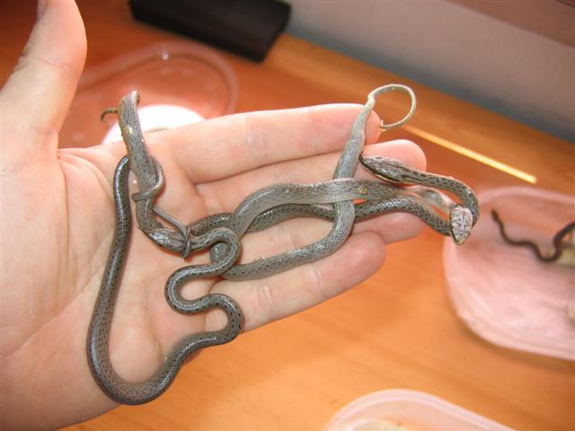 IMG_4733 (Small).JPG