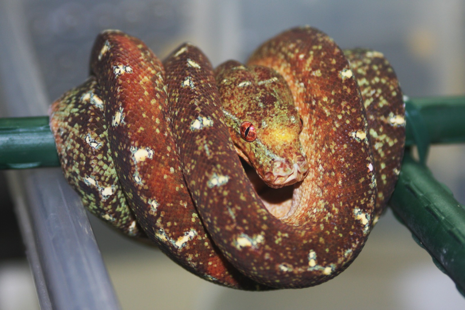 IMG_4915 [1600x1200].JPG