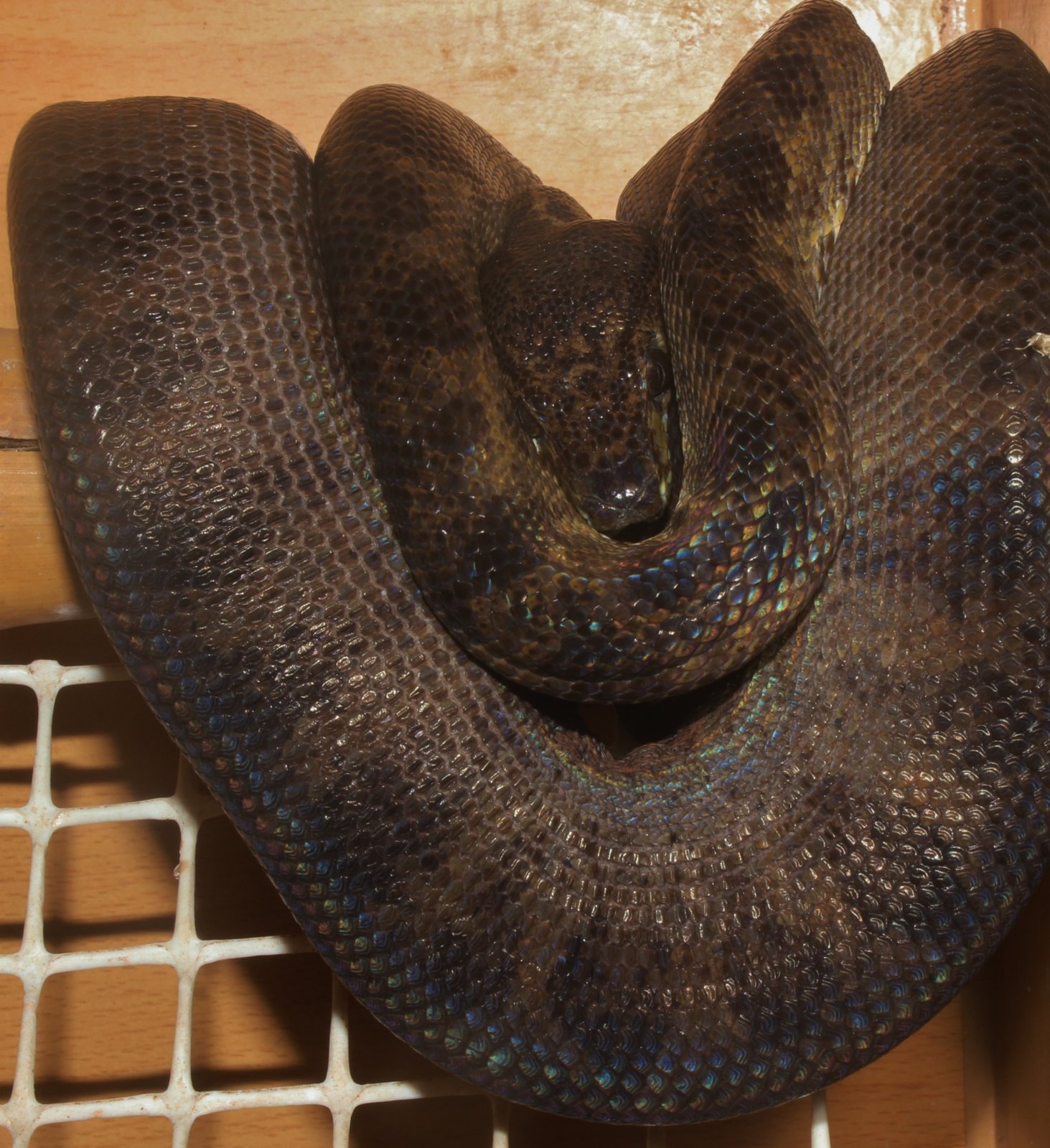 IMG_5456 - copia.JPG