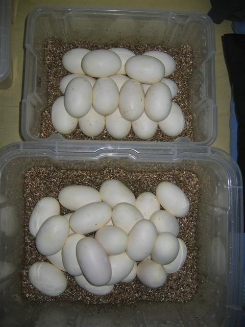 IMG_5604 (Small).JPG