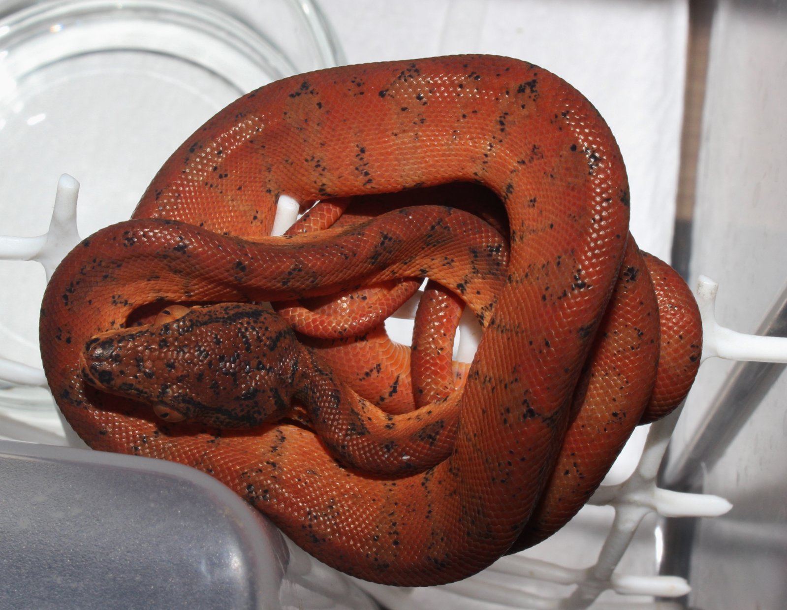 IMG_5891 - copia.JPG