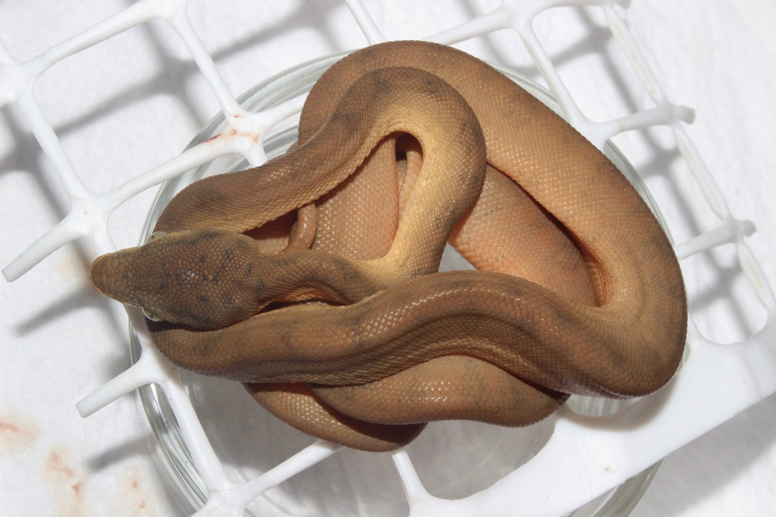 IMG_5898 - copia.JPG