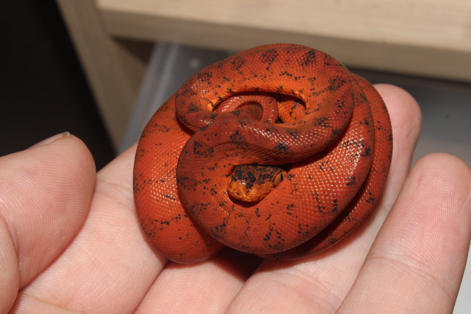 IMG_5901 - copia.JPG