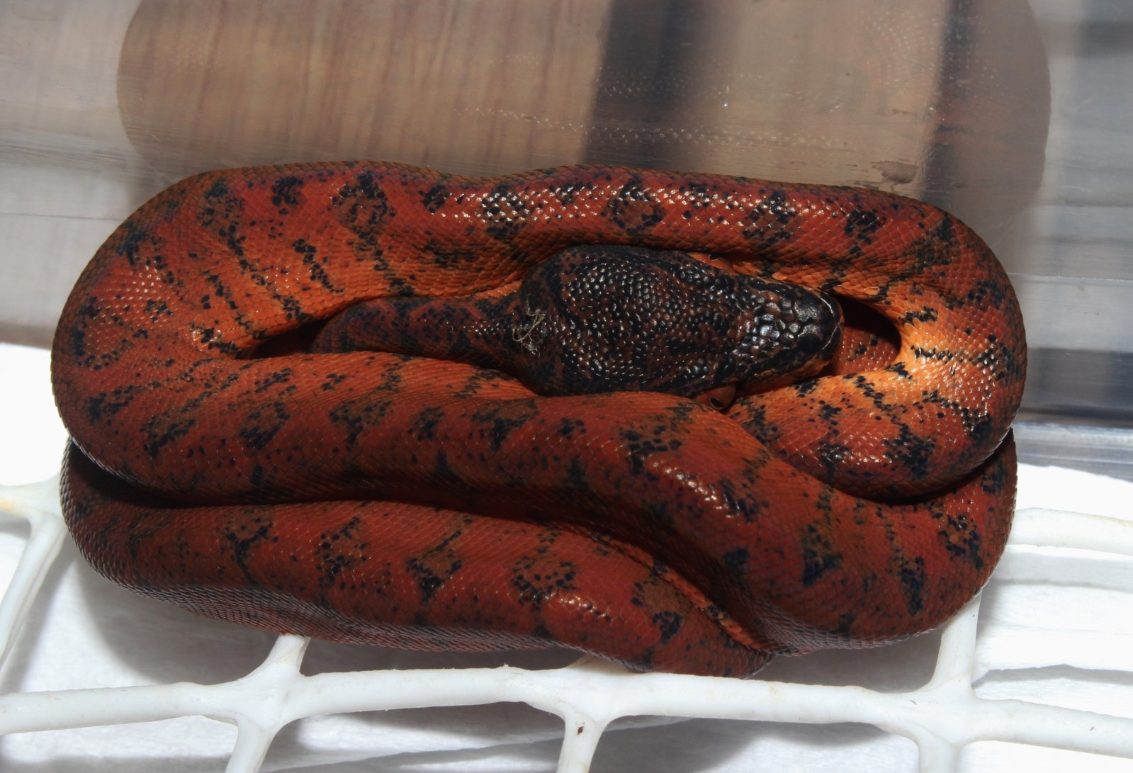 IMG_5921 - copia.JPG