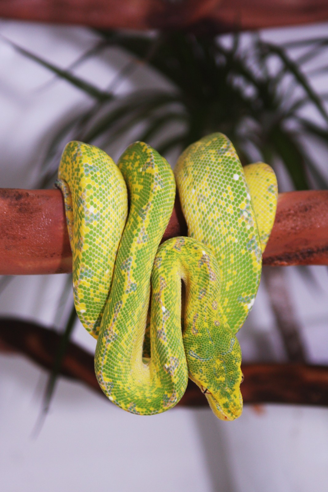 IMG_6055 [1600x1200].JPG