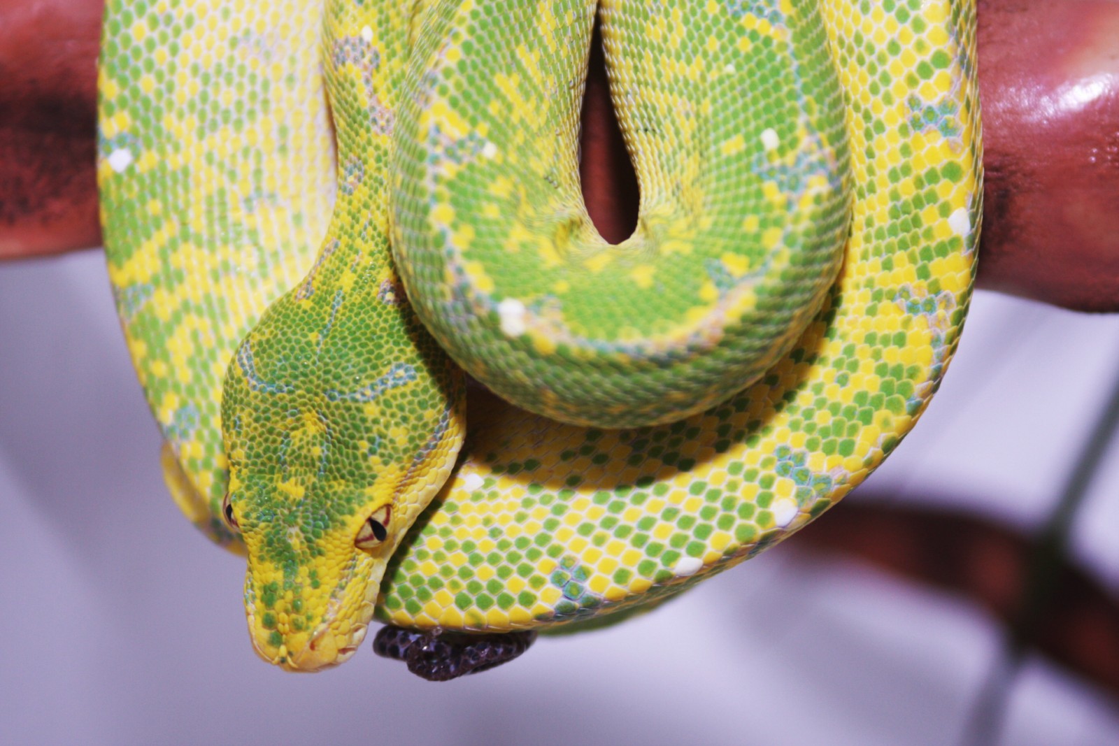 IMG_6113 [1600x1200].JPG