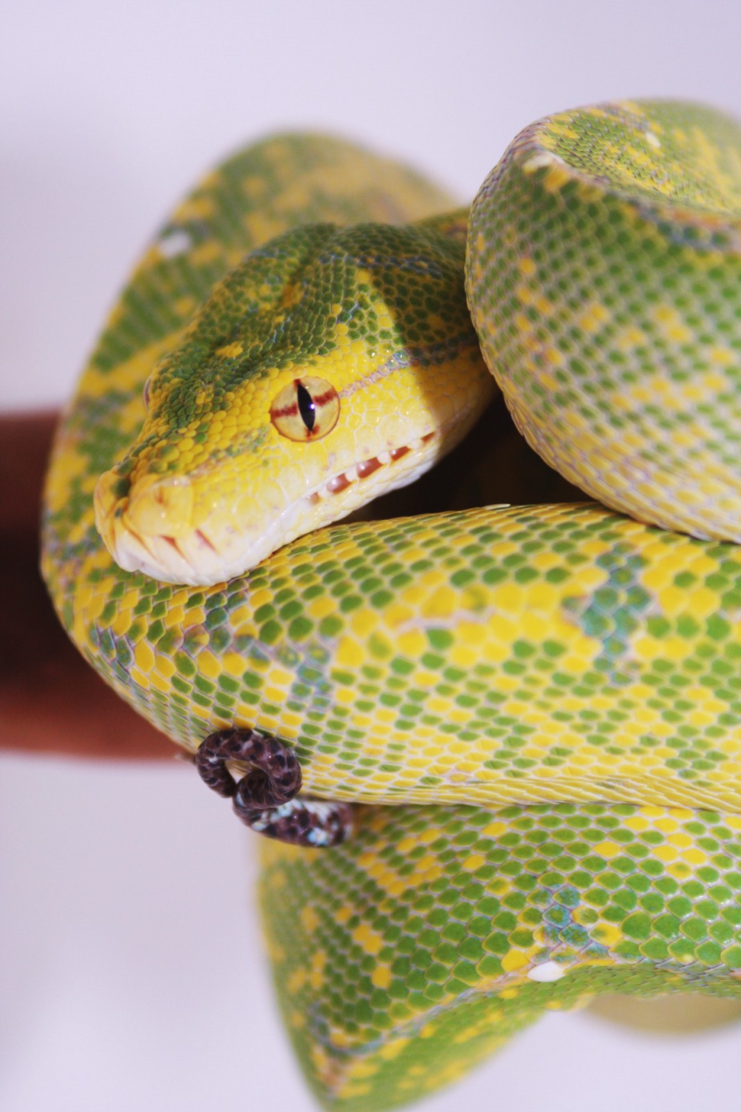 IMG_6116 [1600x1200].JPG