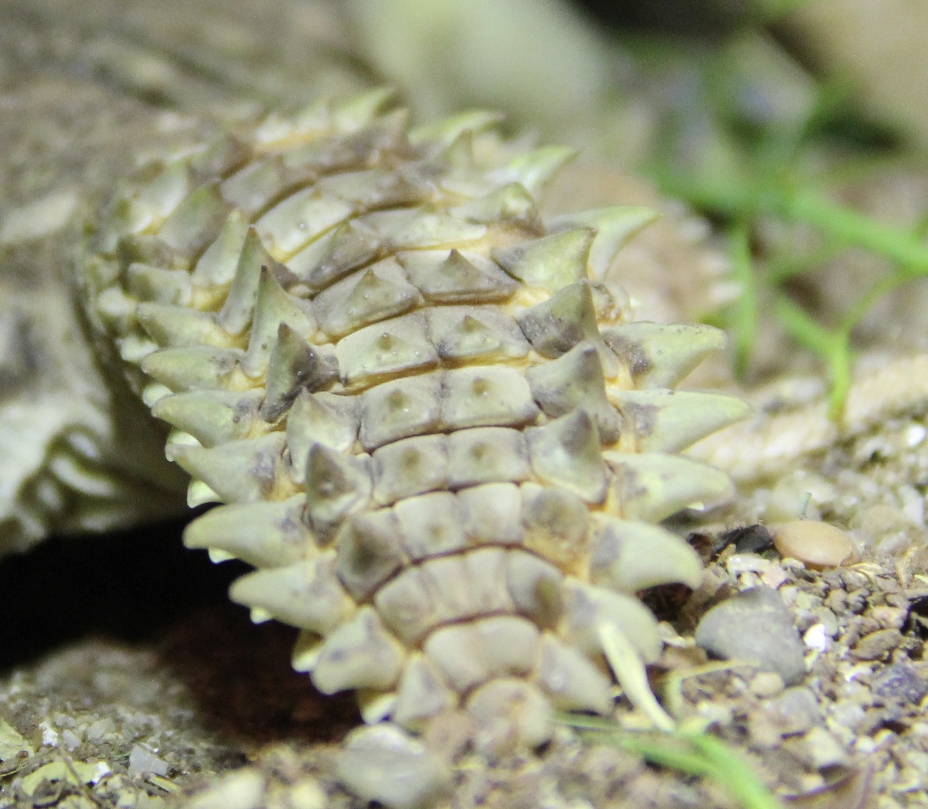 IMG_6462 - copia.JPG