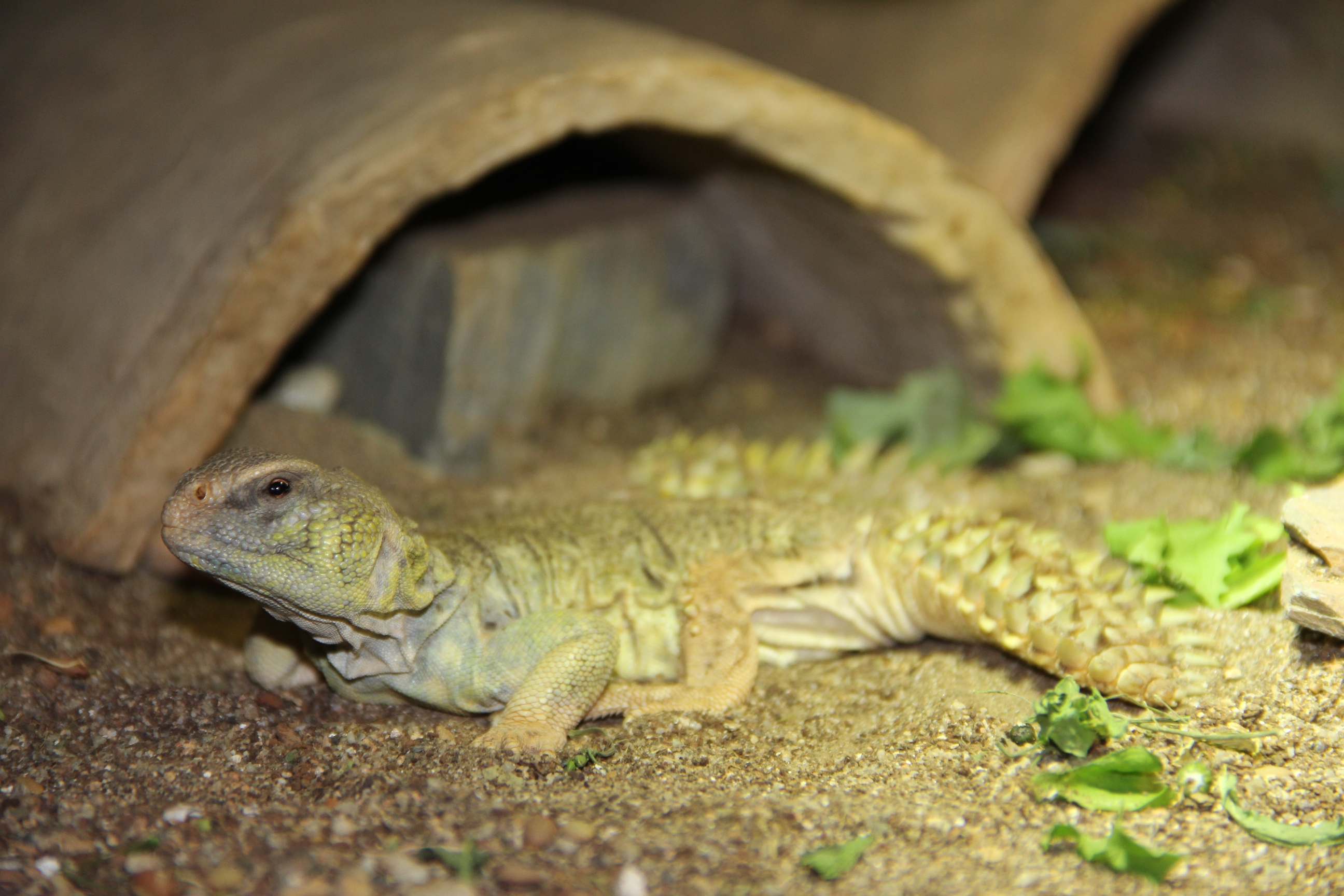 IMG_6470 - copia.JPG