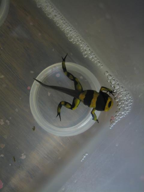 IMG_6818 (Small).JPG