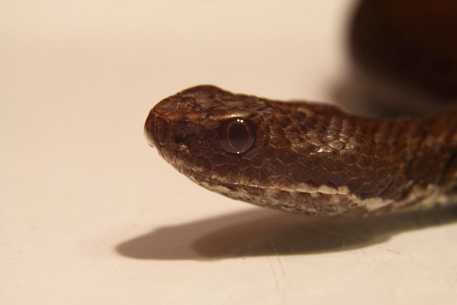 IMG_7246 [1600x1200].JPG