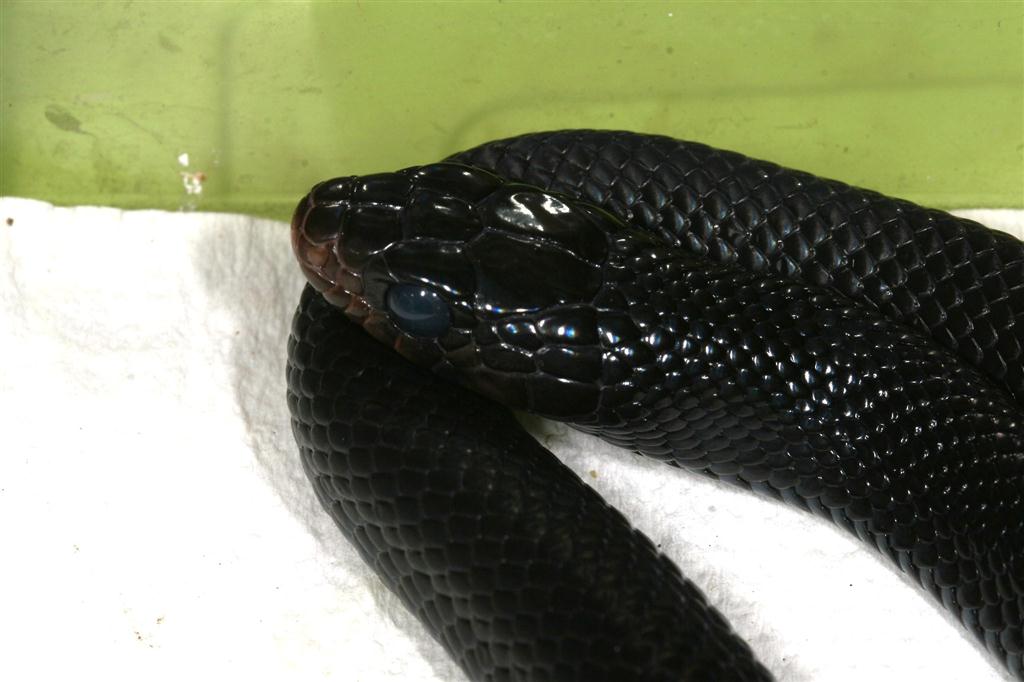 IMG_7596 (Large).JPG