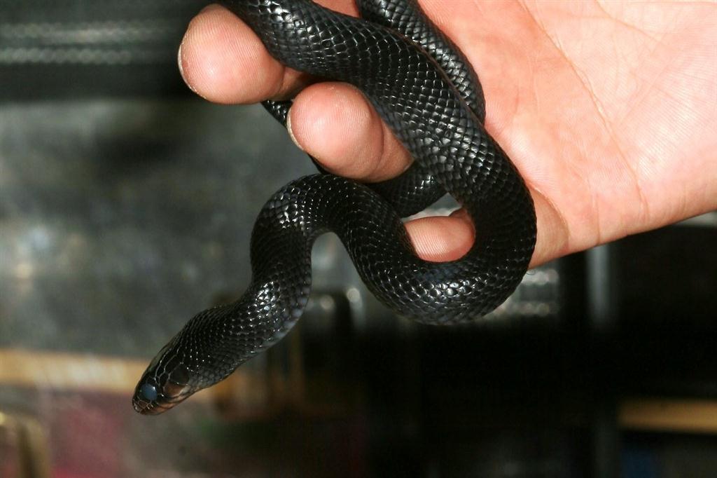 IMG_7597_2 (Large).jpg